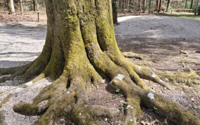 Das Alter bewusst leben