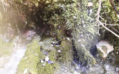 Wasserquellen