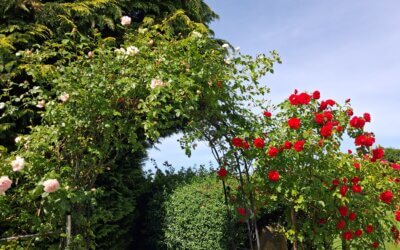 Die Rose